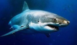 爆料网红吃鲨鱼视频大全,惊悚视频大盘点